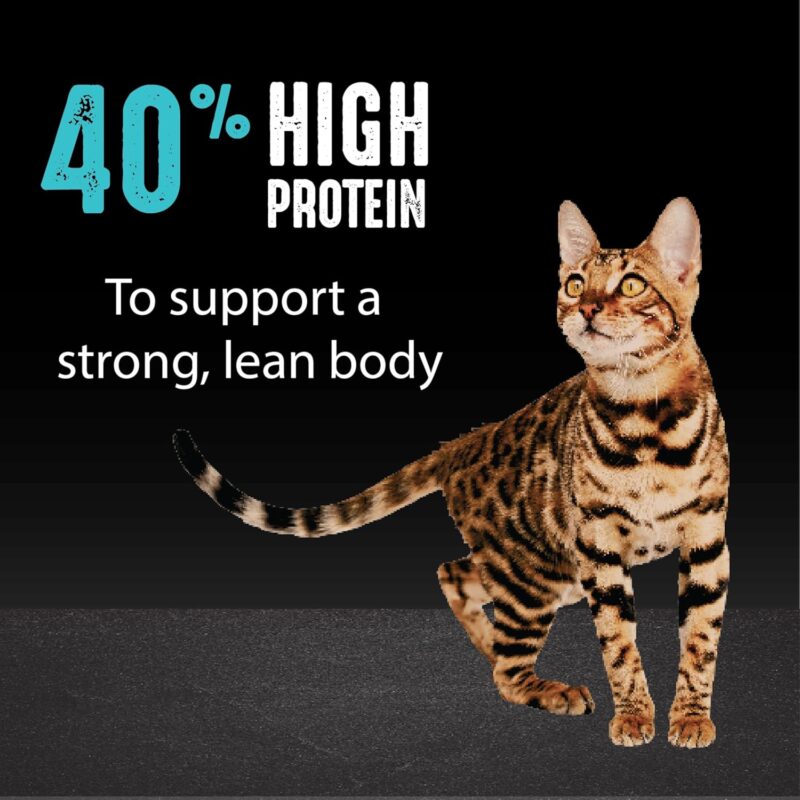 CRAVE Grain Free Adult High Protein Natural Dry Cat Food with Protein from Salmon & Ocean Fish 4 lb - Image 5