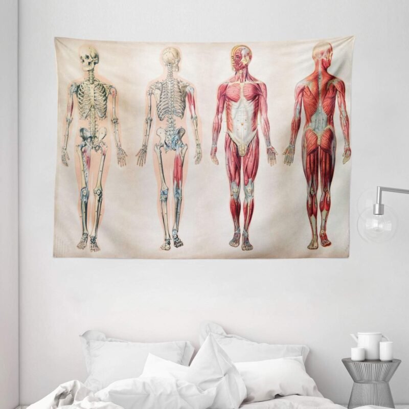 Ambesonne Human Anatomy Tapestry, Vintage Chart of Body Front Back Skeleton and Muscle System Bone Mass Graphic, Wide Wall Hanging for Bedroom Living Room Dorm, 80" X 60", Ruby Cream - Image 2