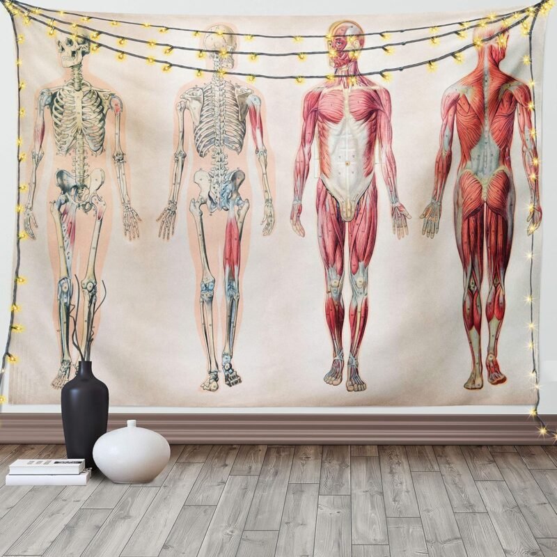 Ambesonne Human Anatomy Tapestry, Vintage Chart of Body Front Back Skeleton and Muscle System Bone Mass Graphic, Wide Wall Hanging for Bedroom Living Room Dorm, 80" X 60", Ruby Cream