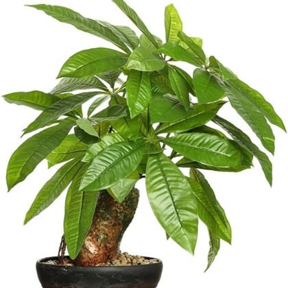 16 Inch Fake Money Tree,Artificial Money Tree Indoor Potted Plants,Faux Fortune Plant in Black Pot Good Luck Chrismas/Housewarming Gift for Home Office Living Room Decor Indoor
