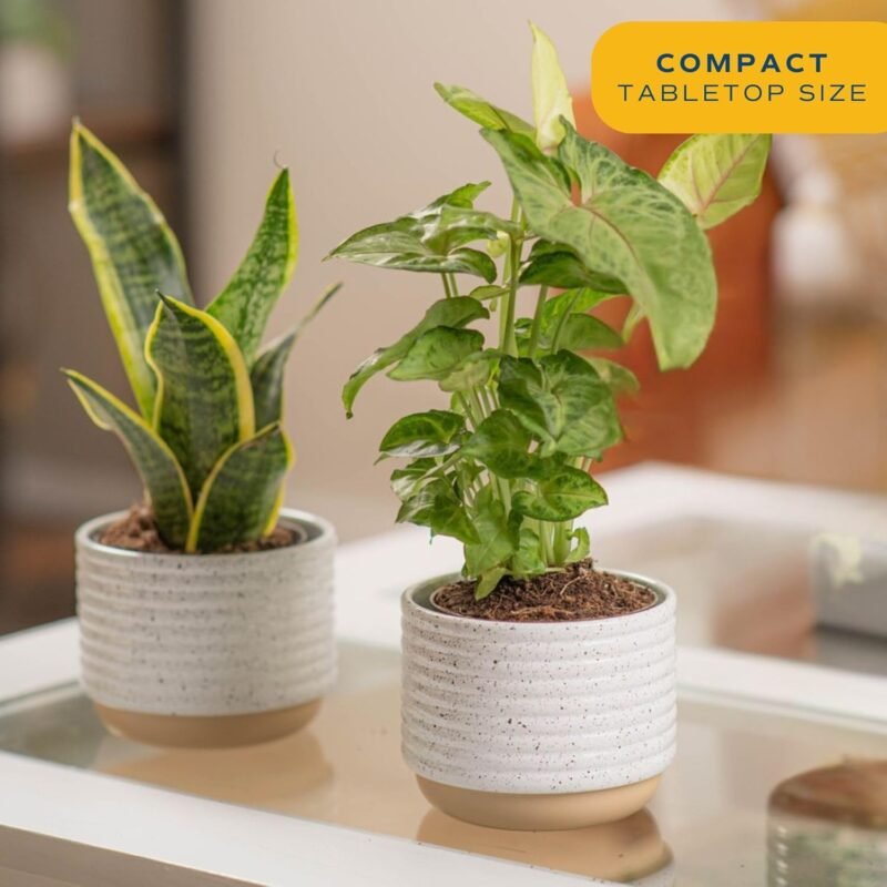 Costa Farms Live Plants (Pack of 2), Easy to Grow Real Indoor Houseplants, Air Purifying Plants, Grower's Choice in Home Décor Indoors Plant Pots, New House Gift or Room Décor - Image 5