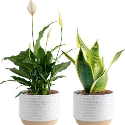 Costa Farms Live Plants (Pack of 2), Easy to Grow Real Indoor Houseplants, Air Purifying Plants, Grower's Choice in Home Décor Indoors Plant Pots, New House Gift or Room Décor