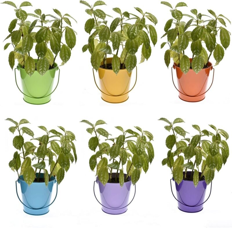 Small Metal Buckets with Handle, 6 Pack 4.3 inch Colored Galvanized Bucket for Kids,Classroom,Crafts,and Party Favors (Multi-Colored, 4.3" Top) - Image 8