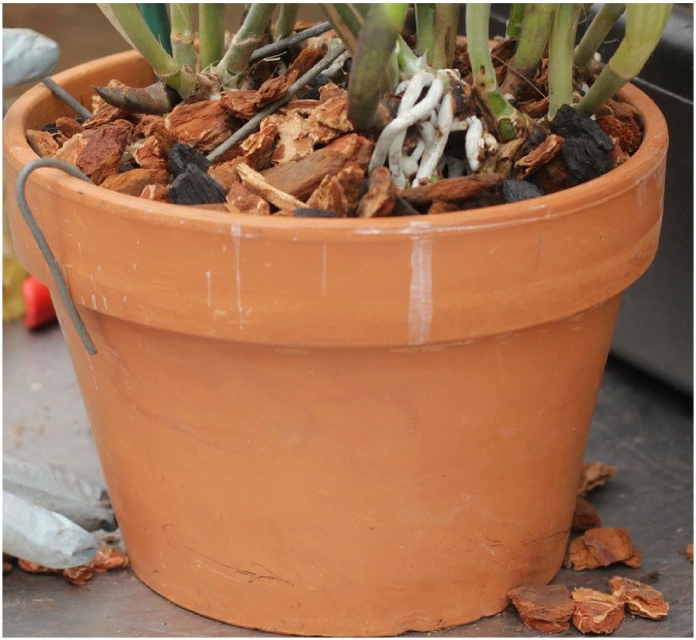 Rhizome Clip for Clay Pot Variety 30 Pack (10 Each of 4 Inch, 5 inch, 6 Inch) - Image 3