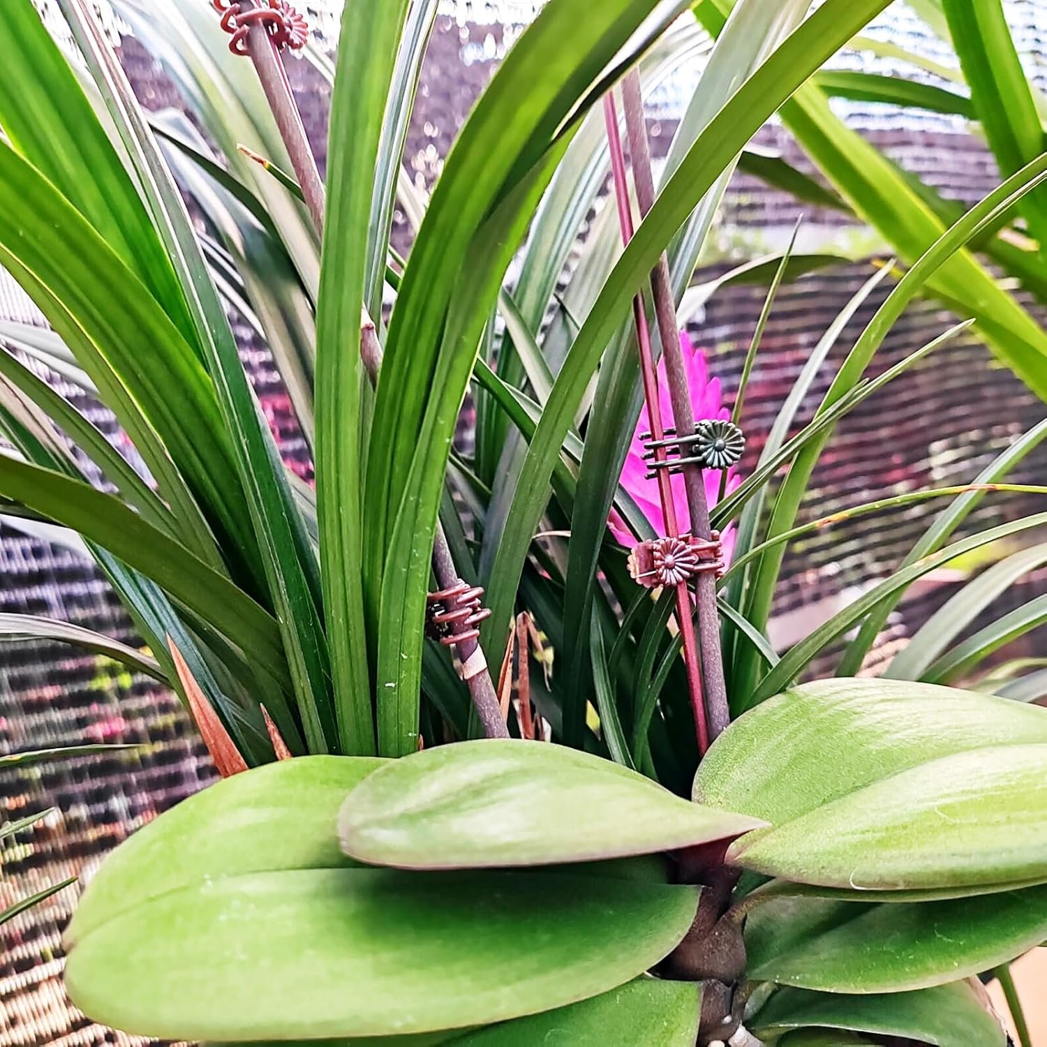 GXXMEI 400PCS Orchid Clips for Plants Support - Dark Green, for Small - Middle Climbing Plants Vine Plants & Single Stem Plants - Image 4