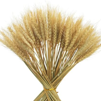 100 Stems Dried Wheat Stalks for Decor Artificial Dried Wheat Sheaves Faux Wheat Stems Natural Wheat Stalks Bundle for Wedding Party Table Centerpiece Harvest Wreath Boho Farmhouse DIY