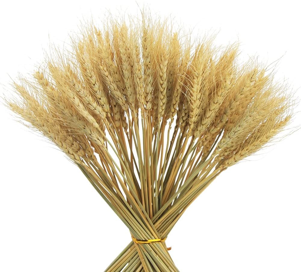 100 Stems Dried Wheat Stalks for Decor Artificial Dried Wheat Sheaves Faux Wheat Stems Natural Wheat Stalks Bundle for Wedding Party Table Centerpiece Harvest Wreath Boho Farmhouse DIY