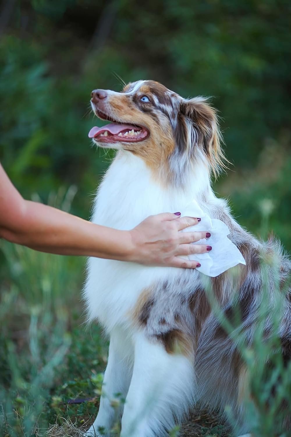 earthbath, Hypo-Allergenic Pet Eye Wipes - Fragrance Free Tear Stain Remover for Dogs Cats, Puppies and Kittens, Made in USA, 100% Cruelty Free - 30 Count (2 Pack) - Image 7