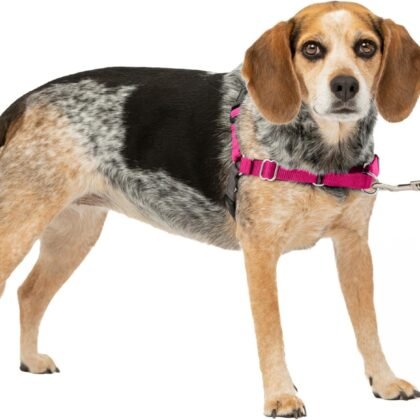 PetSafe Easy Walk Harness for Dogs - Pull-Free Walks - Martingale Loop Design - Front Chest Leash Attachment - Adjustable Comfort Straps - Breathable Harness Design - Small/Medium, Raspberry/Gray
