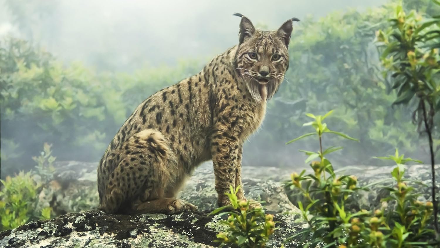 Seven Worlds, One Planet (BD/4kUHD Combo) - Image 4