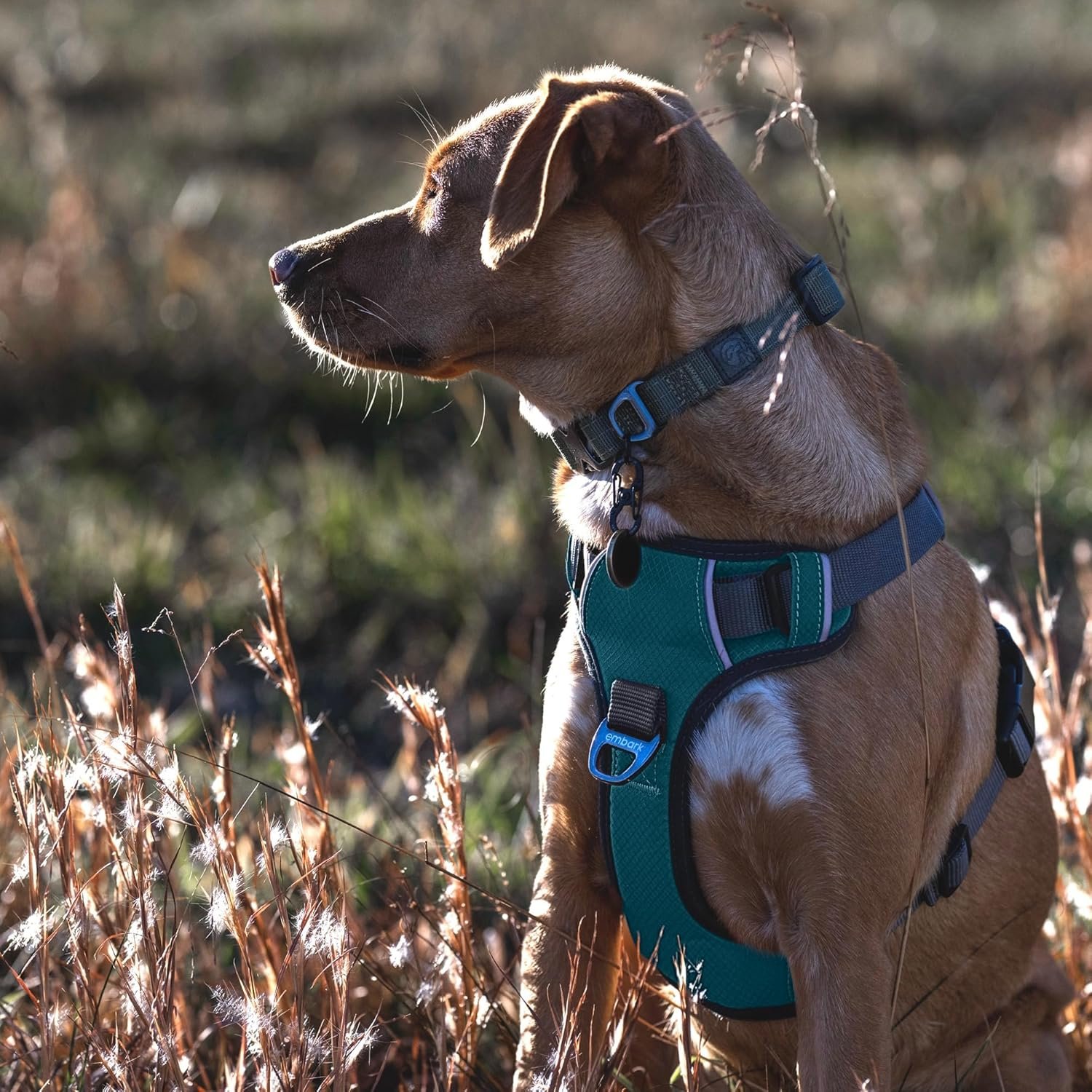 Embark Adventure Dog Harness, Reflective Trim No Pull Dog Harness Medium Sized Dogs - Military Grade Nylon, Front Clip with Gel Lined Handle. - Image 2