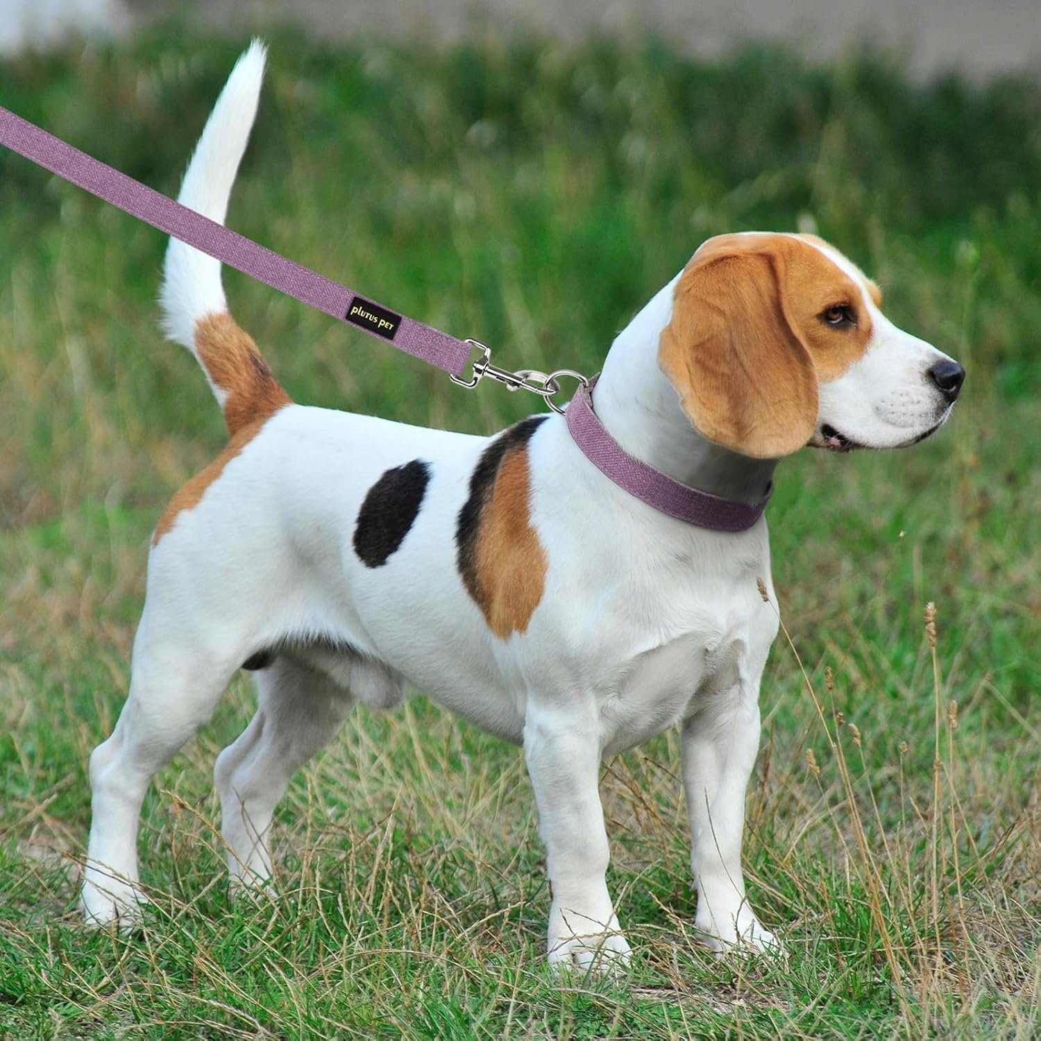 Plutus Pet Cotton Hemp Dog Collar and Leash Set, Adjustable Collar for Small, Medium, and Large Dogs, Heavy Duty and Soft on Skin, Lavender, S - Image 6