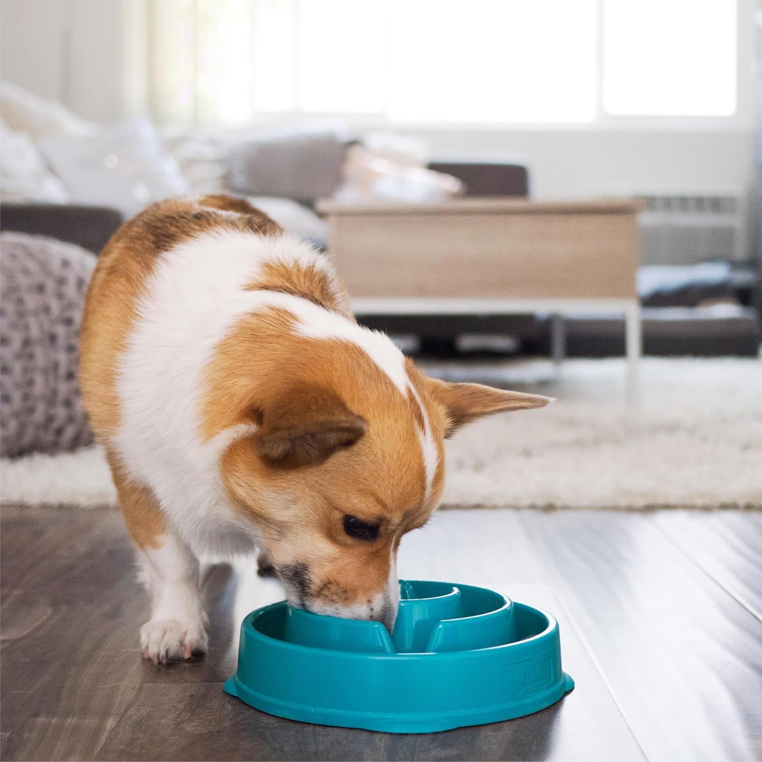 Outward Hound Medium Slow Feeder Bowl, Puzzle Maze for Fast Eaters, Small to Medium Dogs, Helps Prevent Bloat & Aid Digestion, Holds 2 Cups Wet or Dry Food, Non-Slip, Made Without BPA, Turquoise - Image 6