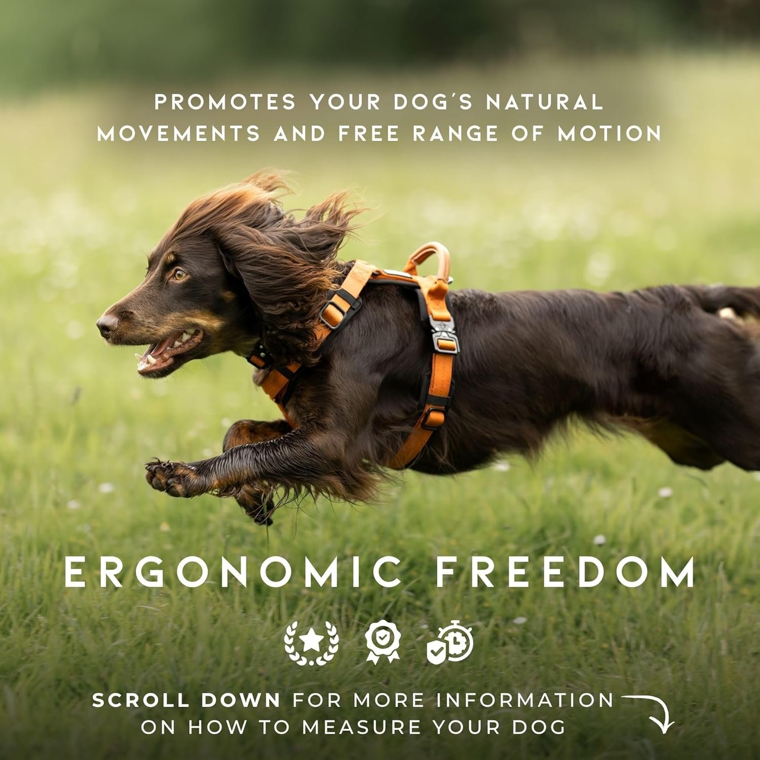 MADE TO ROAM Premium Explorer Harness - Y-Shaped Dog Harness with Adjustable Durable Nylon, Soft Padding, Metal Buckles and Leather Handle for Small, Medium, Large Dogs (Oregon Haze, Size 1) - Image 3