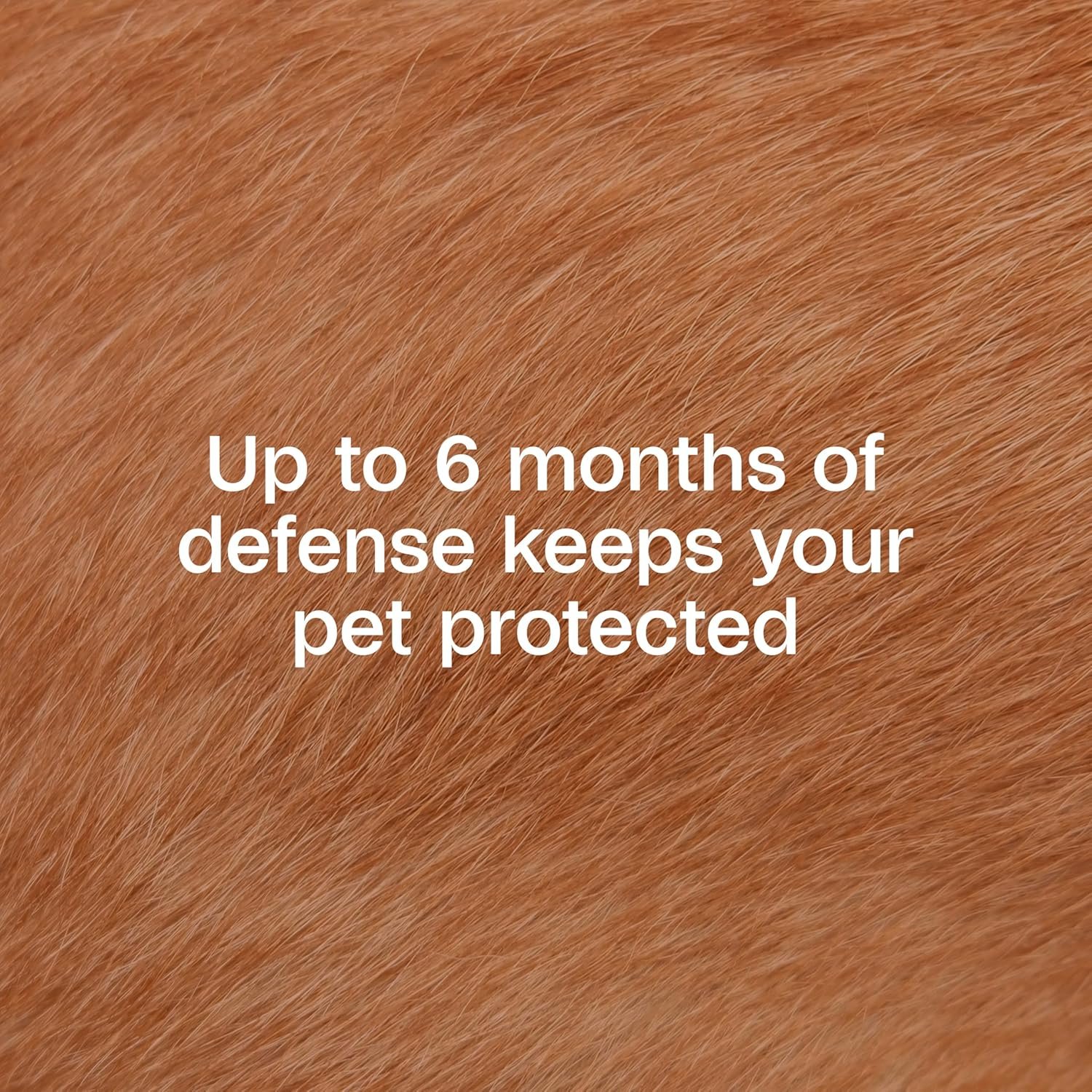 ADAMS Flea & Tick Collar for Dogs & Puppies, 2 Pack, 12 Month Protection, Adjustable One Size, Kills Fleas, Ticks & Repels Mosquitoes, Excluding California - Image 3