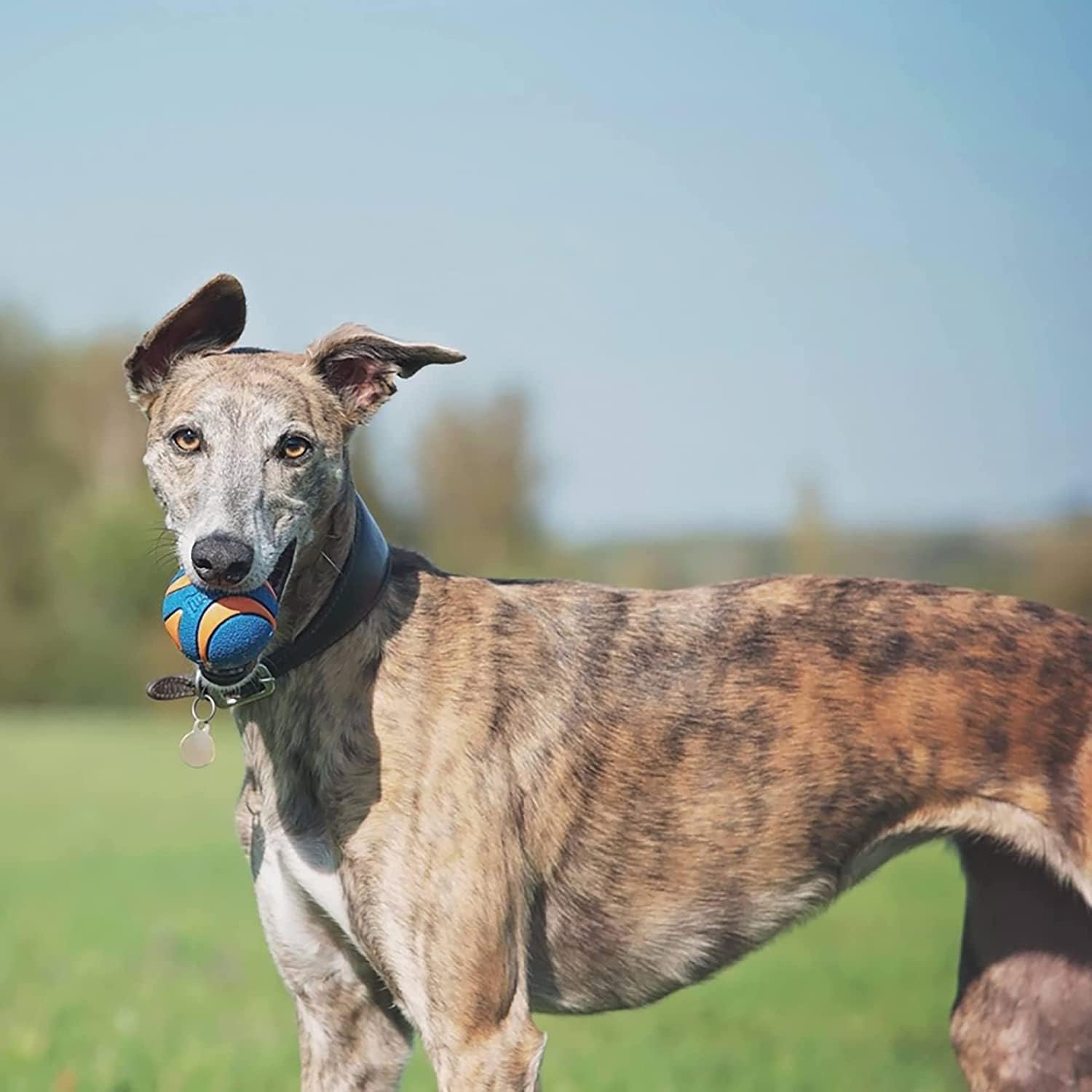 Chuckit! (3 Pack) Ultra Squeaker Ball, Large - Image 4