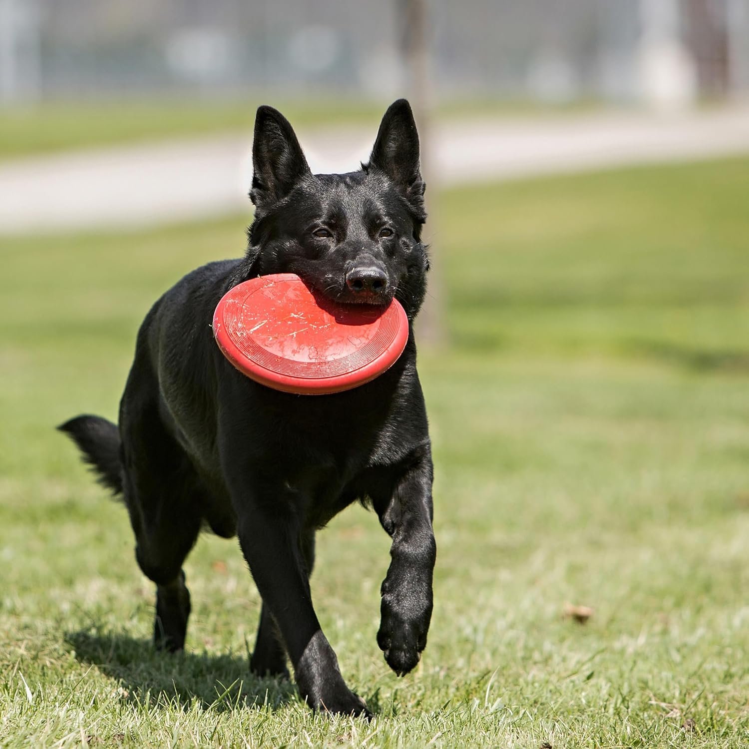 KONG Flyer - Durable Dog Toy for Outdoor Playtime - Natural Rubber Flying Disc, Dog Toy for Fetch - Safer Disc for Healthy Activity - for Small Dogs - Image 2