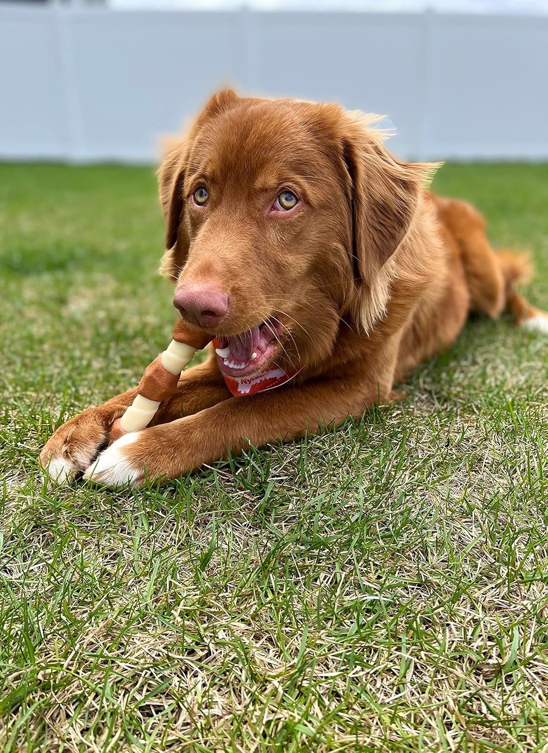 Nylabone Power Chew Shish Kabob Rawhide Alternative Nylon Chew Toy for Dogs, Dog Toys for Aggressive Chewers, Chicken, Large/Giant (1 Count) - Image 2