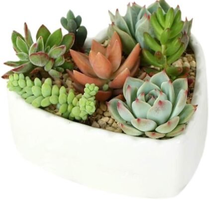 Heart-Shaped Pure White Ceramic Cactus Succulent Plant Pots.
