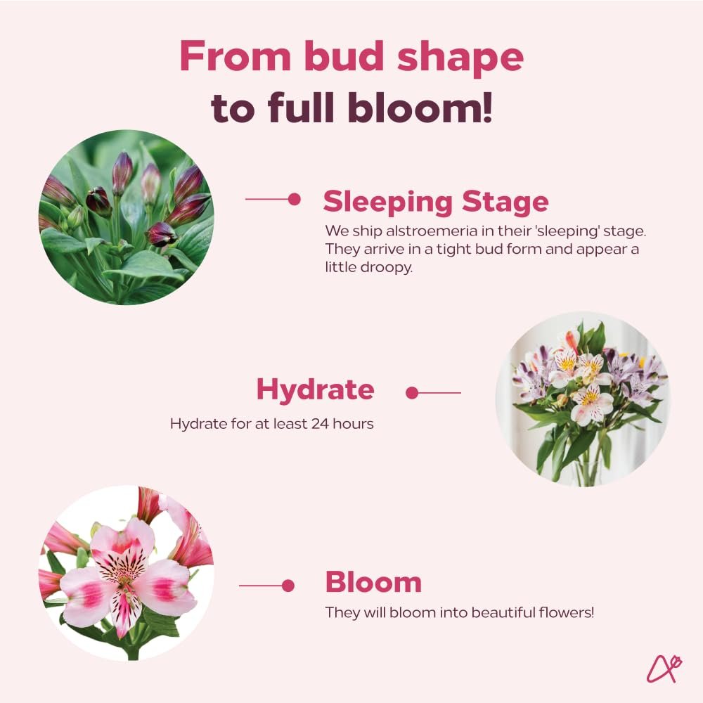 Aquarossa Farms – Flowers for Delivery, Fresh Flowers Bouquet, Handpicked from the Farm, Gift for Birthday, Anniversary, or Just Because – 24 Stem Peruvian Lilies - Image 4