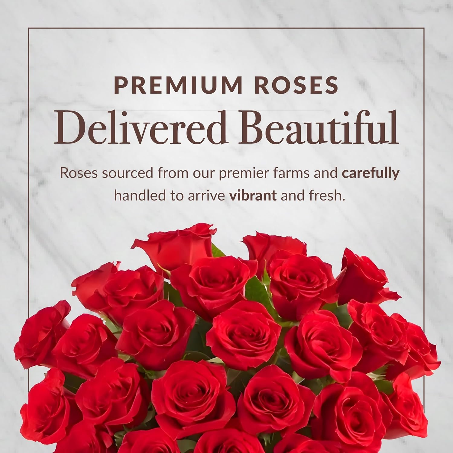 Shari’s Berries 24 Classic Red Roses & 12 Chocolate Covered Strawberries Gift Set | Chocolate & Fresh Flower Gift Box | Valentine's Day, Anniversary, Celebrations & Thank You’s - Image 3