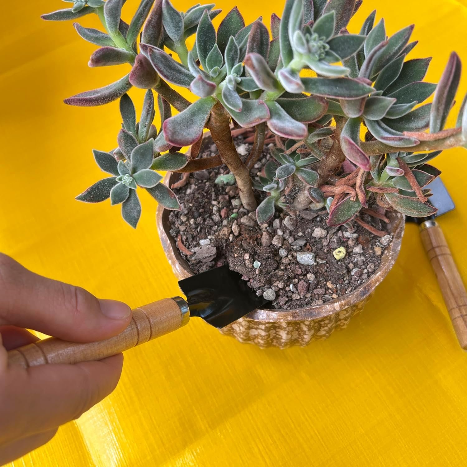 Mini Gardening Tools Set for Kids – 3 Pieces Garden Hand Tool Kit with Shovel, Trowel and Rake for Succulents, Potted Plants, Indoor & Outdoor Gardening - Image 5