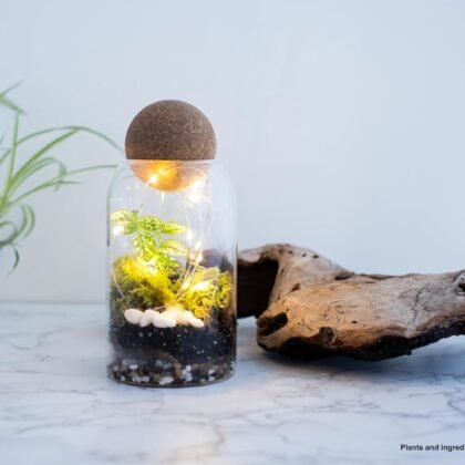 Glass Terrarium with Airtight Wood Lid (Ball Cork) | Closed Terrarium Planter | Clear Glass Bottle Jar Container | 800ml / 27oz | Moss Terrarium Jar | Indoor Ecosystem Decoration Gifts (Only Jar)