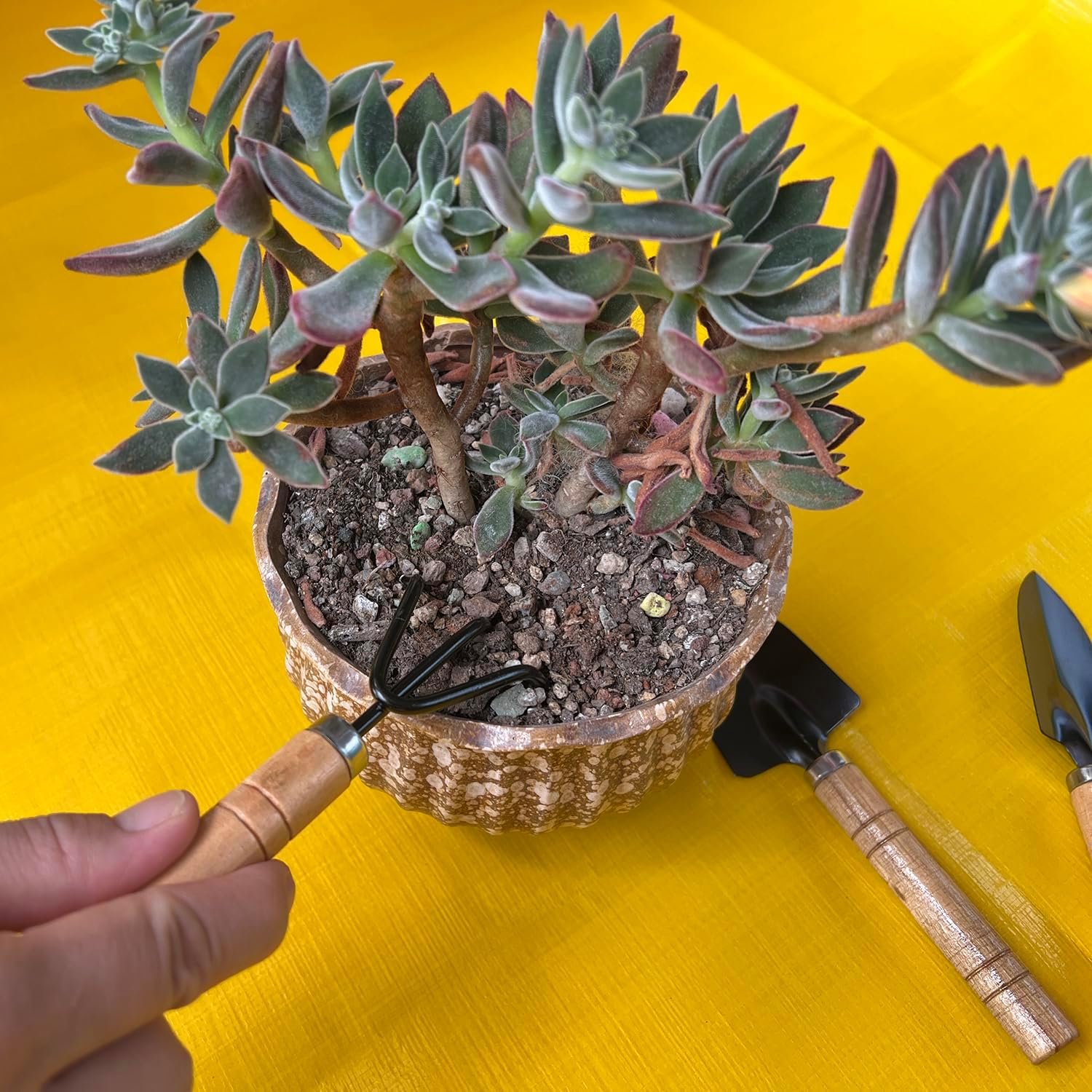 Mini Gardening Tools Set for Kids – 3 Pieces Garden Hand Tool Kit with Shovel, Trowel and Rake for Succulents, Potted Plants, Indoor & Outdoor Gardening - Image 4