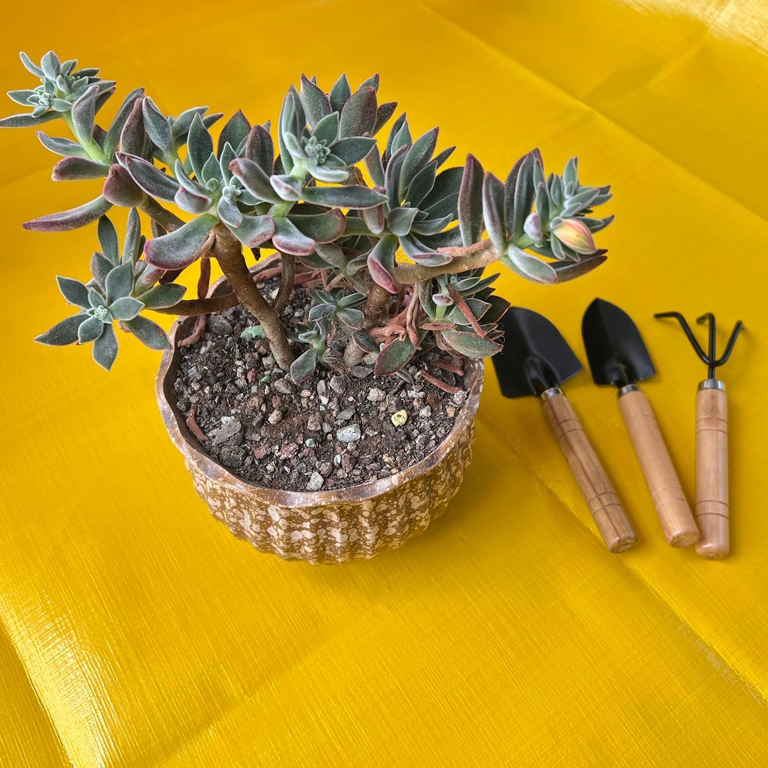 Mini Gardening Tools Set for Kids – 3 Pieces Garden Hand Tool Kit with Shovel, Trowel and Rake for Succulents, Potted Plants, Indoor & Outdoor Gardening - Image 3